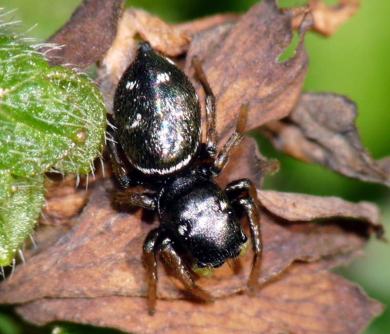 Heliophanus sp.